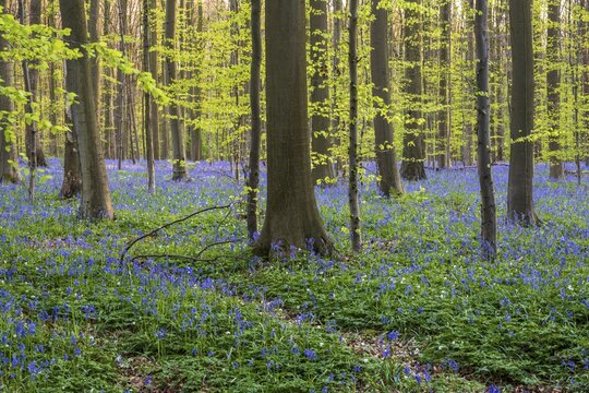 Bluebells (Hyacinthoides) in Hallerbos, woodland, early-flowering plants, Hallerbos, Halle, Belgium