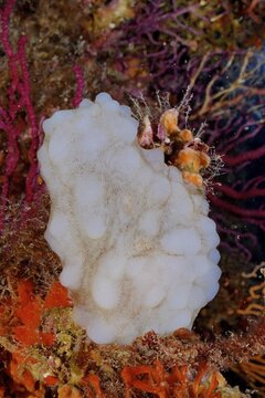 White sea squirt (Phallusia mammillata) in the Mediterranean Sea near Hy&egrave;res. Dive site Giens Peninsula, C&ocirc;te dAzur, France