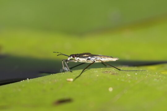 Common pond skater (Gerris lacustris) adult insect feeding on an aphid on a water lily pad or leaf on the water surface of a garden pond, England, United Kingdom