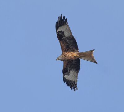 Red kite (Milvus milvus) flying, blue sky, Thuringia, Germany