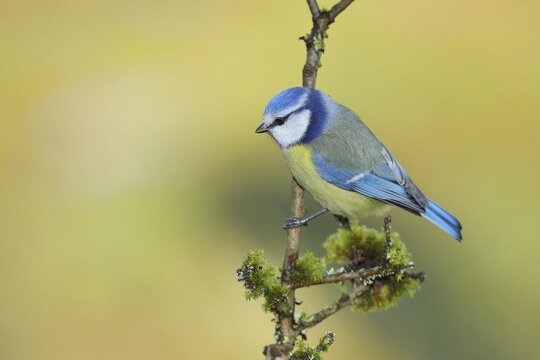 Blue tit (Parus caeruleus) sitting on mossy branch, North Rhine-Westphalia, Germany