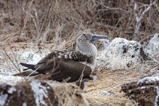 Blue-footed booby (Sula nebouxii), breeding, Galapagos, Ecuador