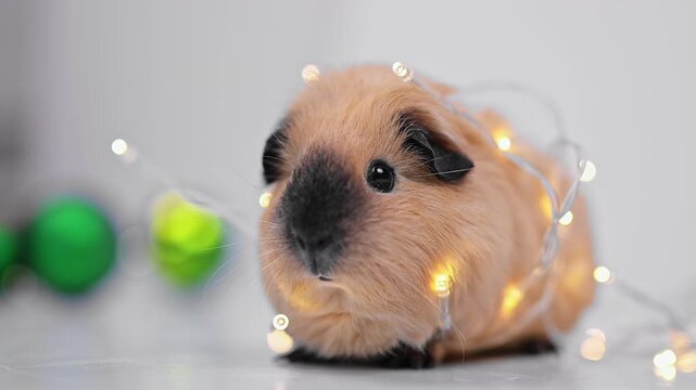 Christmas Guinea Pig Portrait with String Lights and Green Baubles
