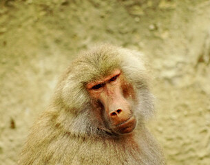 portrait of baboon © Mikoaj