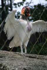 white faced vulture © Mikoaj