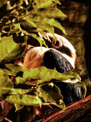 giant panda in the forest © Mikoaj
