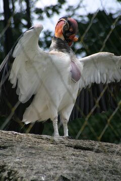white faced vulture