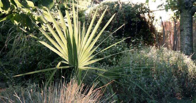 Sabal minor palm growing in a lush garden with warm sunlight and tropical greenery