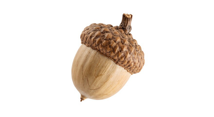Single autumn oak acorn with cap isolated on transparent background for forest and nature designs. © B o W Graphics