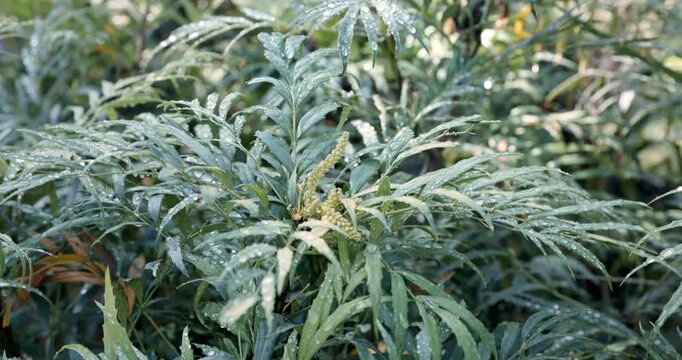 Fresh green leaves of Mahonia Narihira covered with sparkling water droplets in soft sunlight