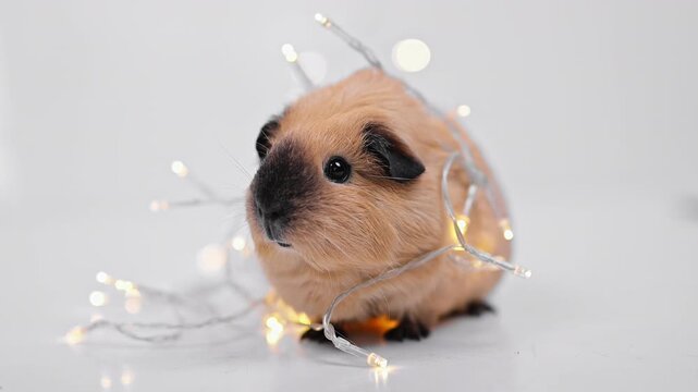 Christmas Guinea Pig Portrait with Glowing Fairy Lights