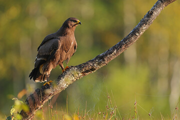 Orlik krzykliwy (Clanga pomarina) © Bartosz Rakoczy