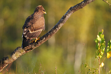 Orlik krzykliwy (Clanga pomarina) © Bartosz Rakoczy