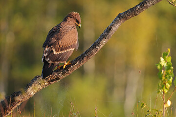 Orlik krzykliwy (Clanga pomarina) © Bartosz Rakoczy