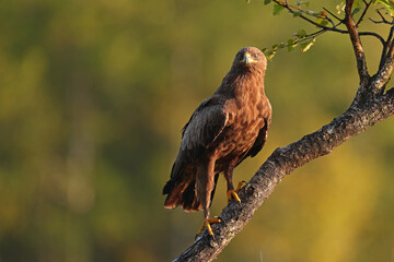 Orlik krzykliwy (Clanga pomarina) © Bartosz Rakoczy