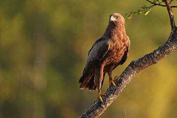 Orlik krzykliwy (Clanga pomarina) © Bartosz Rakoczy