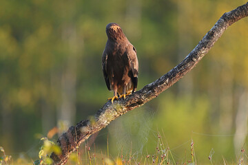 Orlik krzykliwy (Clanga pomarina) © Bartosz Rakoczy