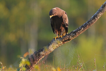 Orlik krzykliwy (Clanga pomarina) © Bartosz Rakoczy