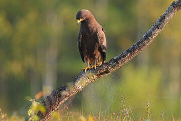 Orlik krzykliwy (Clanga pomarina) © Bartosz Rakoczy