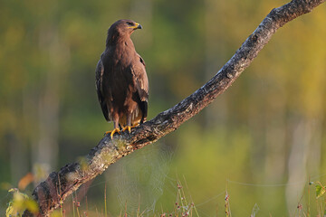 Orlik krzykliwy (Clanga pomarina) © Bartosz Rakoczy