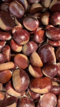 Pile of fresh raw edible sweet chestnuts (Castanea sativa) after harvest. Tracking shot overhead background texture of brown glossy nuts.
