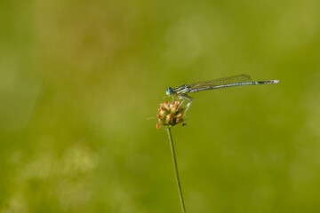Male white-legged damselfly perched horizontally on a dried flower head against a smooth green blurred background. © in_colors