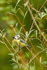 Blue tit perched among slender willow branches and narrow leaves © in_colors