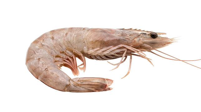 Detailed close-up of raw shrimp against white background