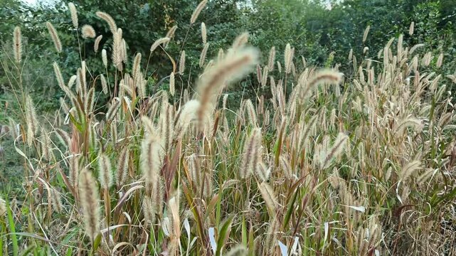 Soft wild grass seed heads fill a natural meadow in warm late-season light.