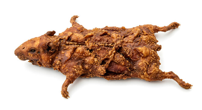 Peruvian cuy chactado, whole flattened fried guinea pig prepared Isolated on White Background