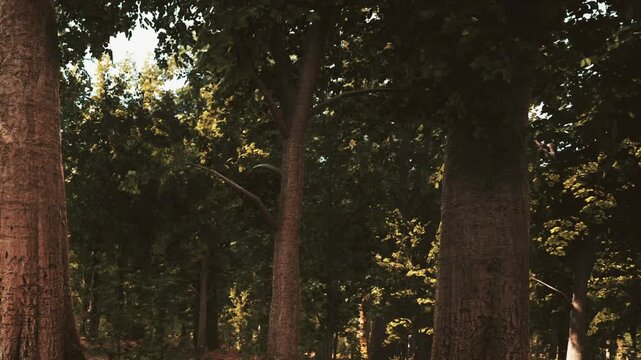 In a peaceful forest, sunlight streams through the canopy, highlighting towering trees and their textured bark. The gentle breeze rustles the leaves, creating a calming atmosphere.