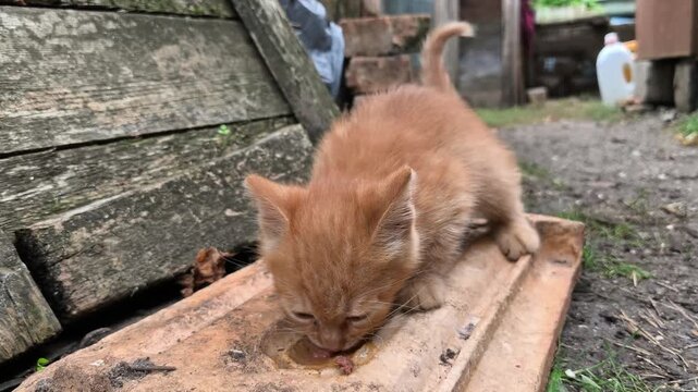 A small ginger kitten eats outdoors beside weathered wooden boards in a rustic setting.