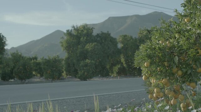 Fruit laden citrus tree in foreground of rural road and mountain view