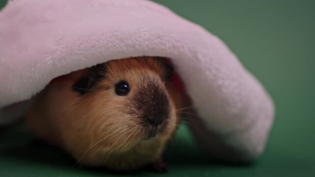 Close-Up of a Guinea Pig beneath an Oversized Santa Hat