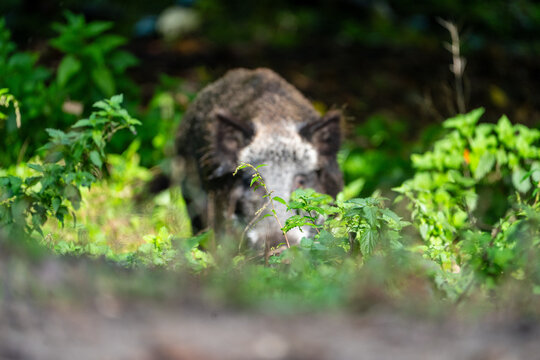 Wildschwein verdeckt

