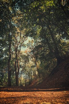 Atmospheric forest path surrounded by tall trees and autumn leaves, with soft sunlight filtering through branches. A moody, cinematic nature scene for backgrounds and travel projects