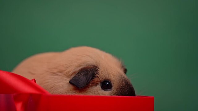 Close-Up of a Guinea Pig Peeking over a Christmas Gift Box