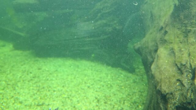Underwater view of large freshwater fish swimming past rocky riverbed, revealing textured scales and fins in clear green aquatic habitat