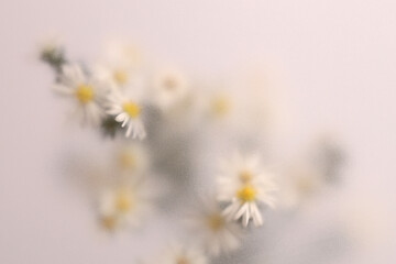 Fototapeta premium Smoke selected soft focus Chamomile, chrysanthemum aster Flower through translucent matte frosted glass. Abstract natural blurred grain light fog background.