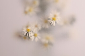 Naklejka premium Smoke selected soft focus Chamomile, chrysanthemum aster Flower through translucent matte frosted glass. Abstract natural blurred grain light fog background.