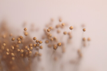 Naklejka premium Smoke selected soft focus dried flax pods through translucent matte frosted glass. Abstract natural blurred grain light fog background.