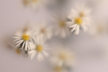 Naklejka premium Smoke selected soft focus Chamomile, chrysanthemum aster Flower through translucent matte frosted glass. Abstract natural blurred grain light fog background.