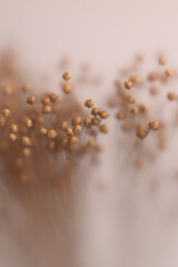 Fototapeta premium Smoke selected soft focus dried flax pods through translucent matte frosted glass. Abstract natural blurred grain light fog background.