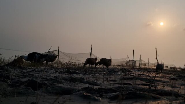 Ducks feeding on a mudflat near traditional fishing nets at golden hour