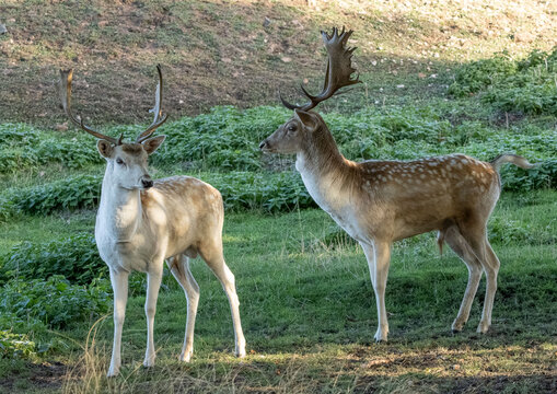 pair of fallow deer fawn
