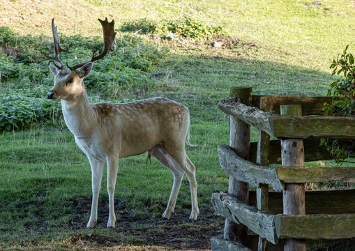 fallow deer