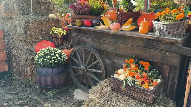 pumpkin patch at farm at sunny day