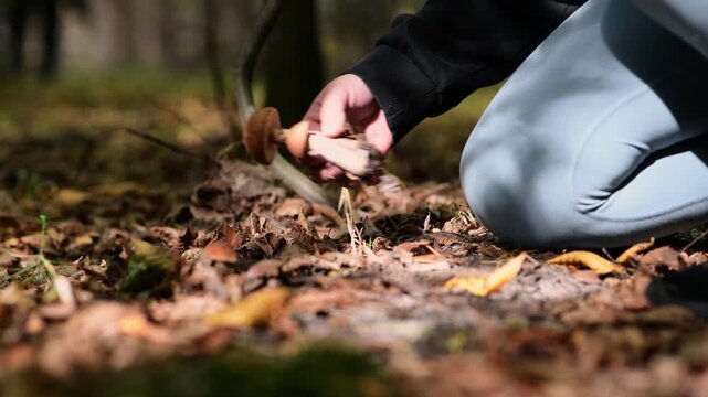 A birch bolete mushroom grows naturally on the forest floor among fallen leaves and vegetation before a woman approaches and picks it by hand. 