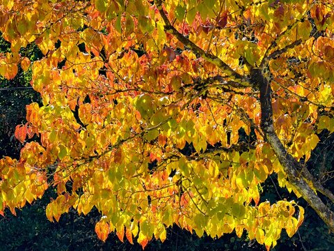 A backlit branch of a dogwood tree in the fall season showing the rich saturated autumn colors