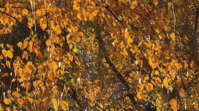 Overhead view of golden-yellow birch canopy with delicate branches and falling leaves against clear blue sky, bright midday light enhancing warm autumn tones and fine leaf detail, diagonal